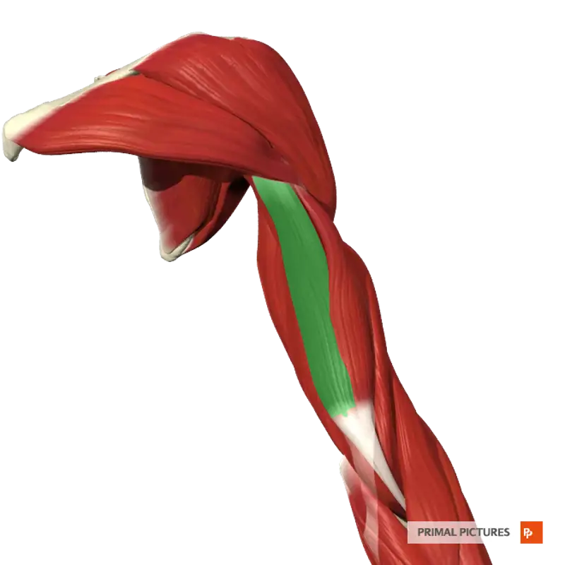 Detailed Arm Muscle Anatomy