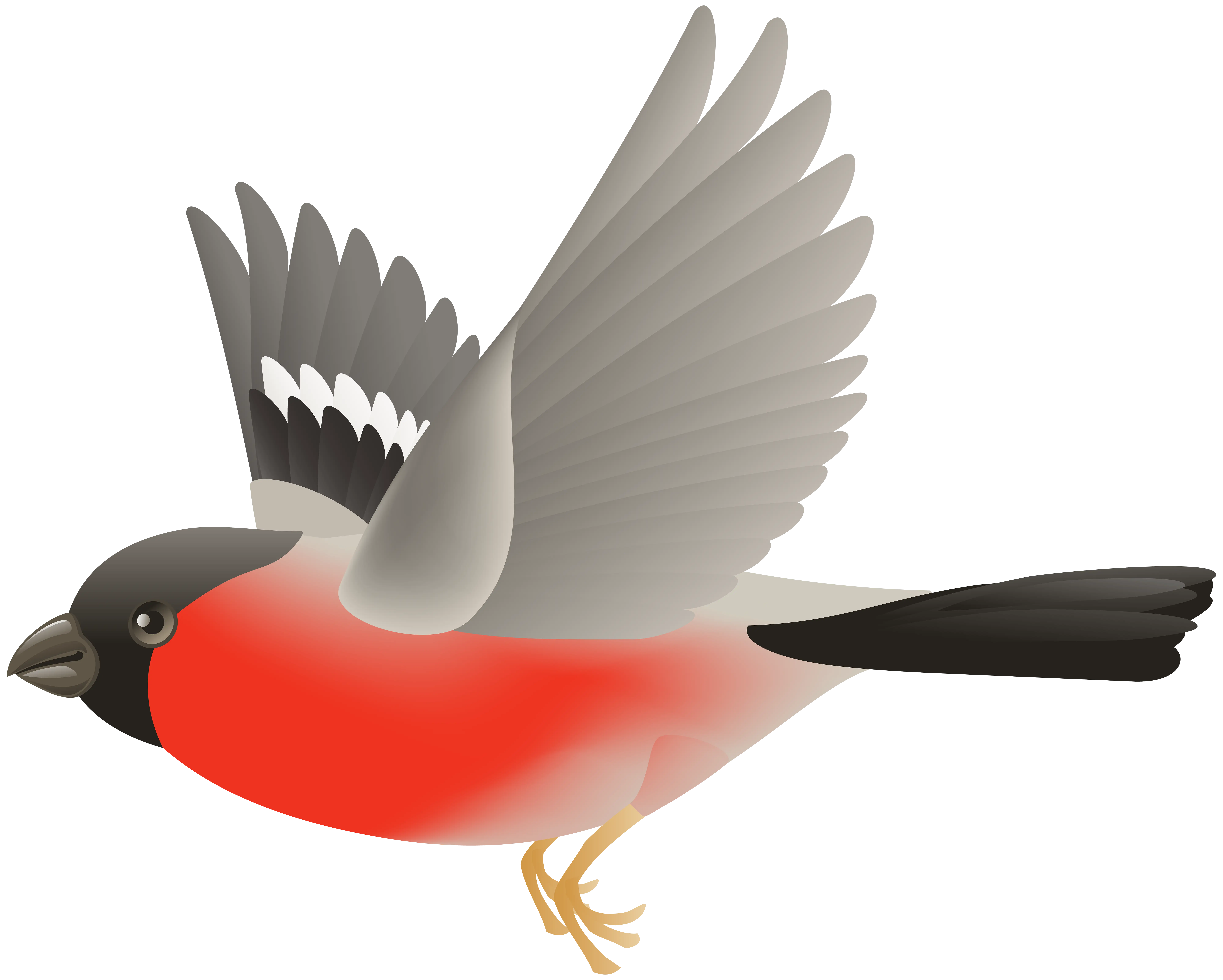 Bullfinch Bird Flying Illustration