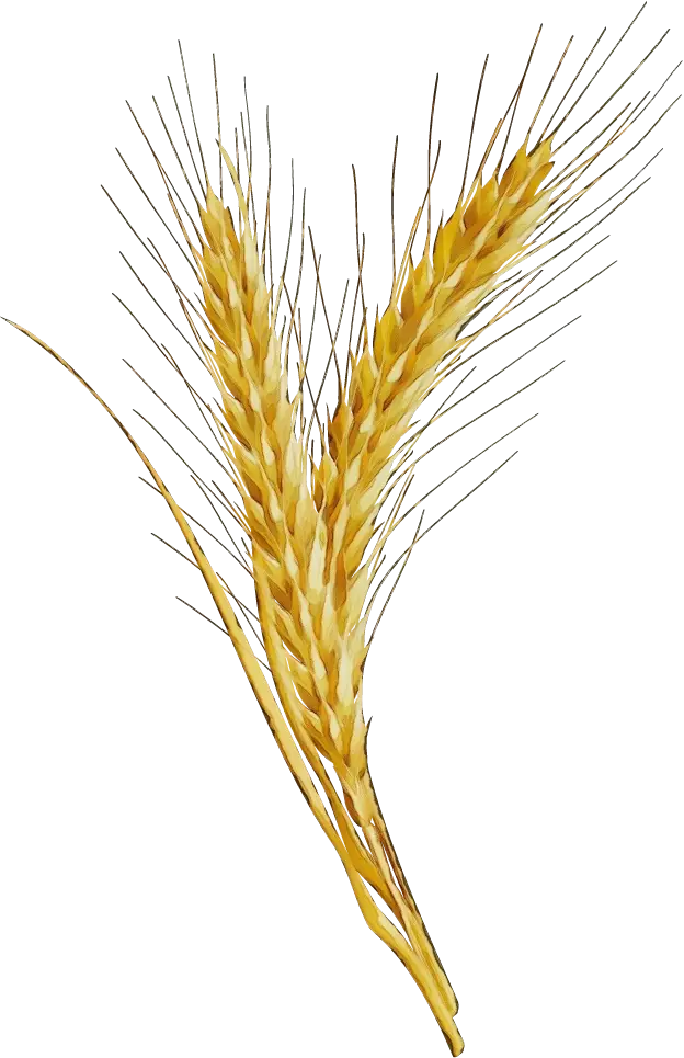 Golden Wheat Graphic Illustration