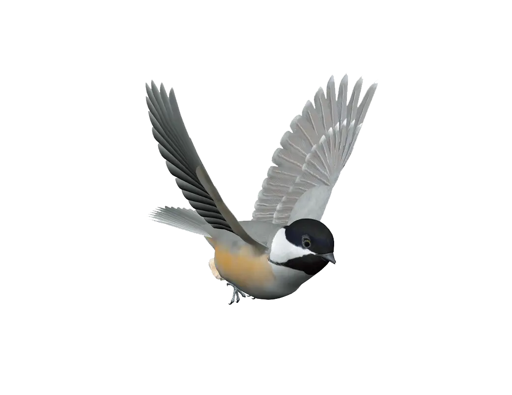 Flying Chickadee Bird