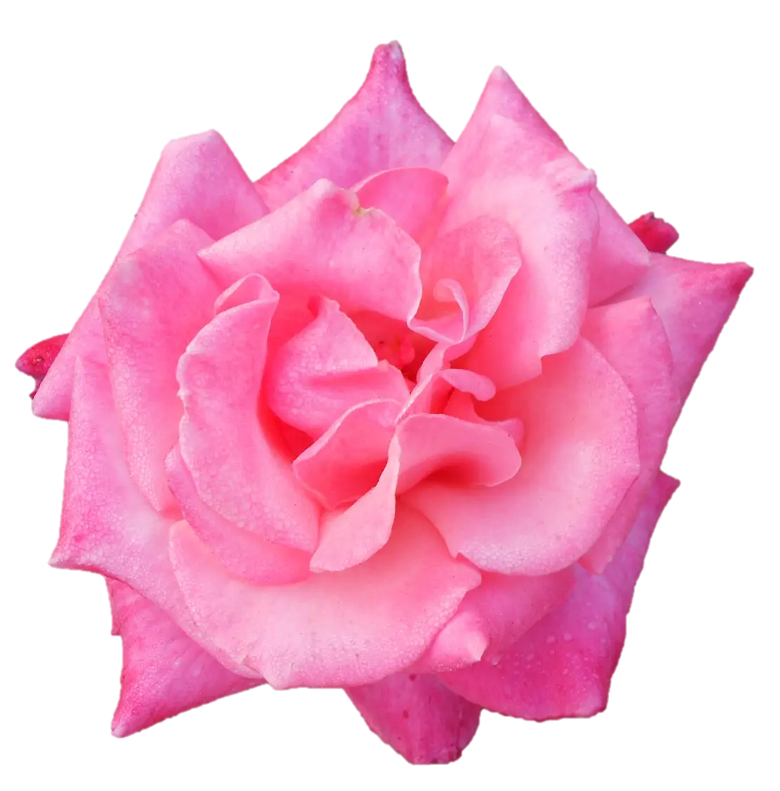 Pink Rose Flower with Delicate Petals