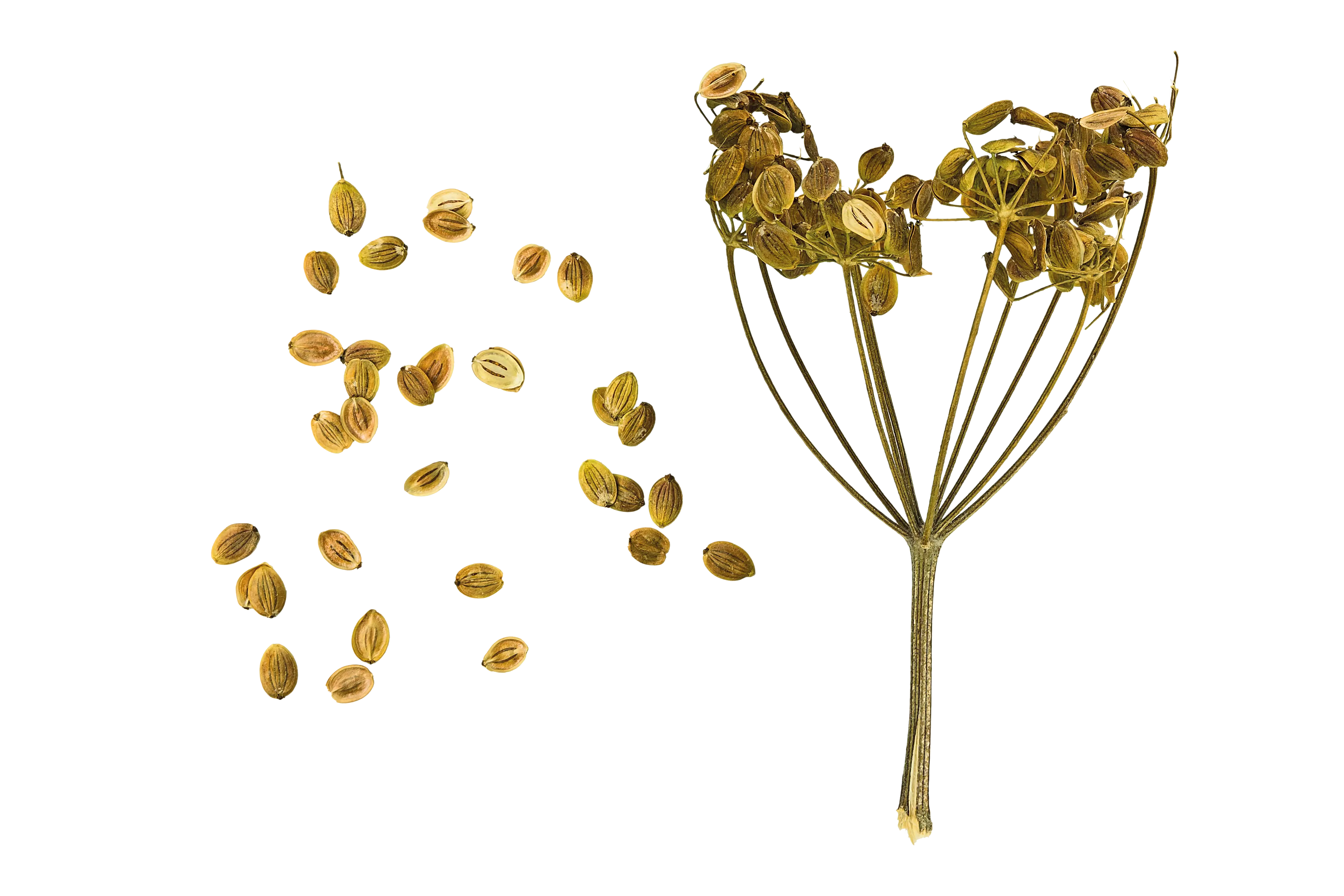 Dried Plant Seeds