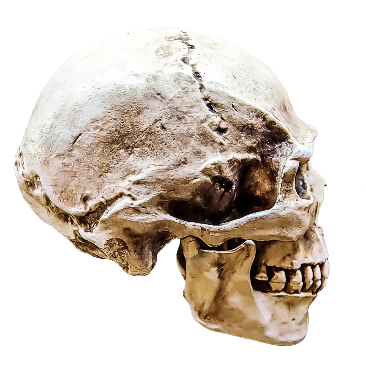 Human Skull Bone Structure Representation