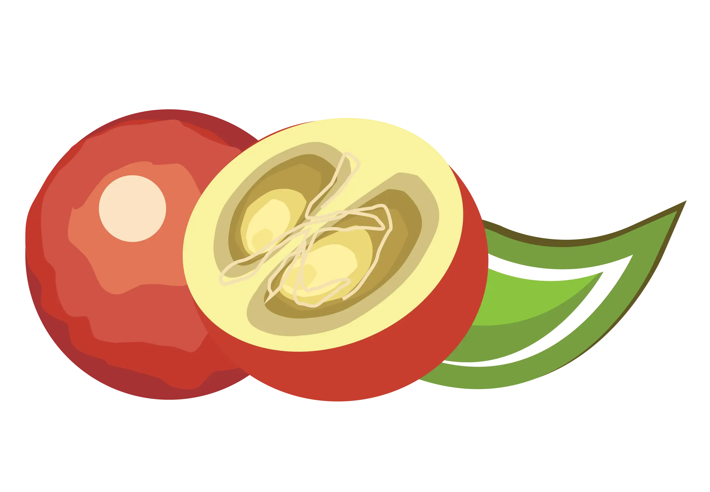 Red and Green Fruit Illustration