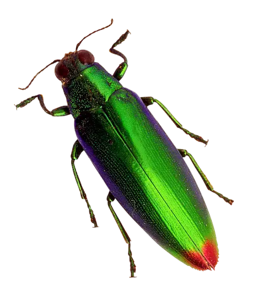 Metallic Green Beetle with Red Marks