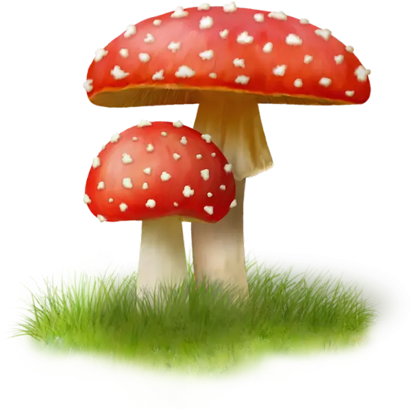 Red Mushrooms with White Spots on Green Grass