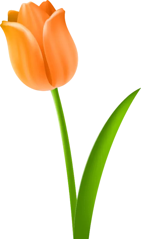 Orange Tulip Illustration with Green Stem