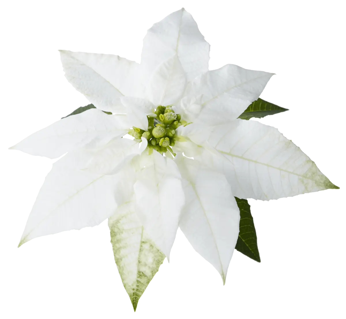 Beautiful White Flower with Green Leaves