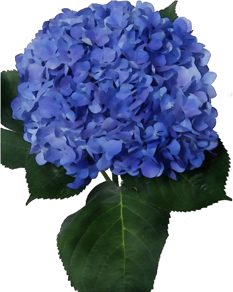 Blue Hydrangea Flower Illustration