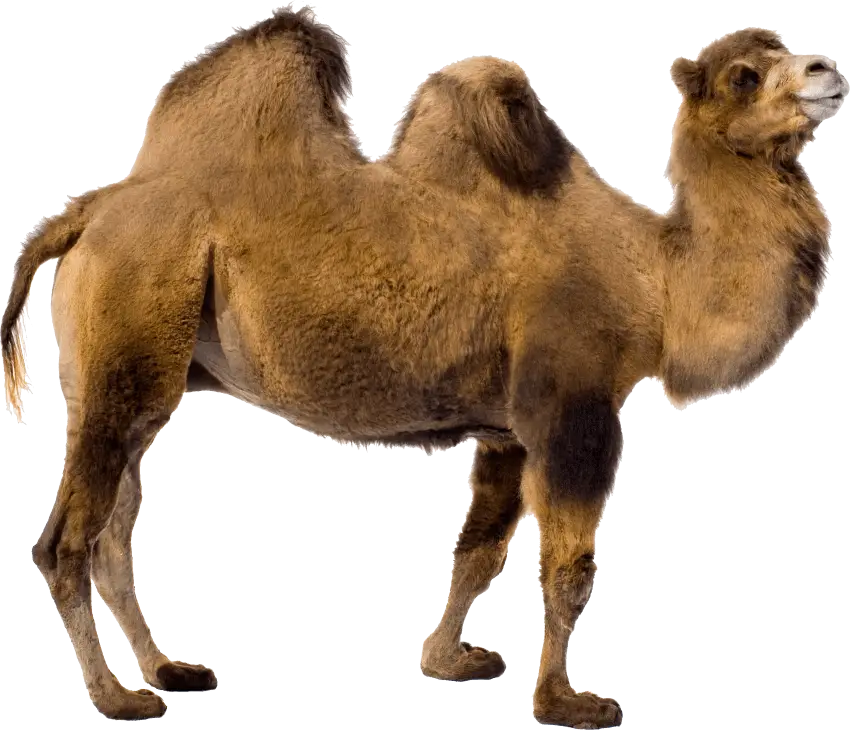 Brown Two-Humped Camel