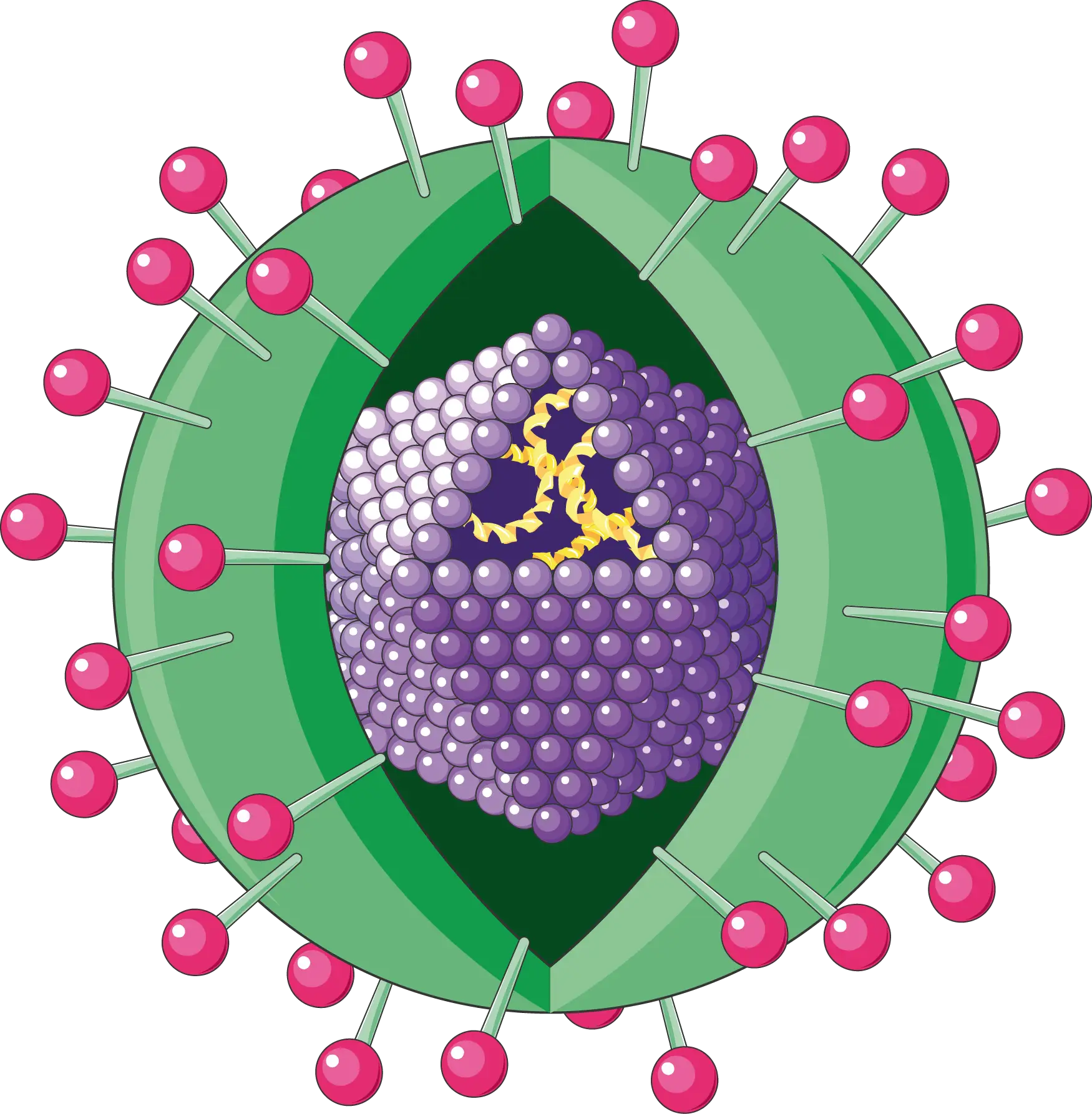 Virus Structure Illustration