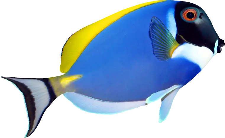 Colorful Blue Tang Fish Illustration