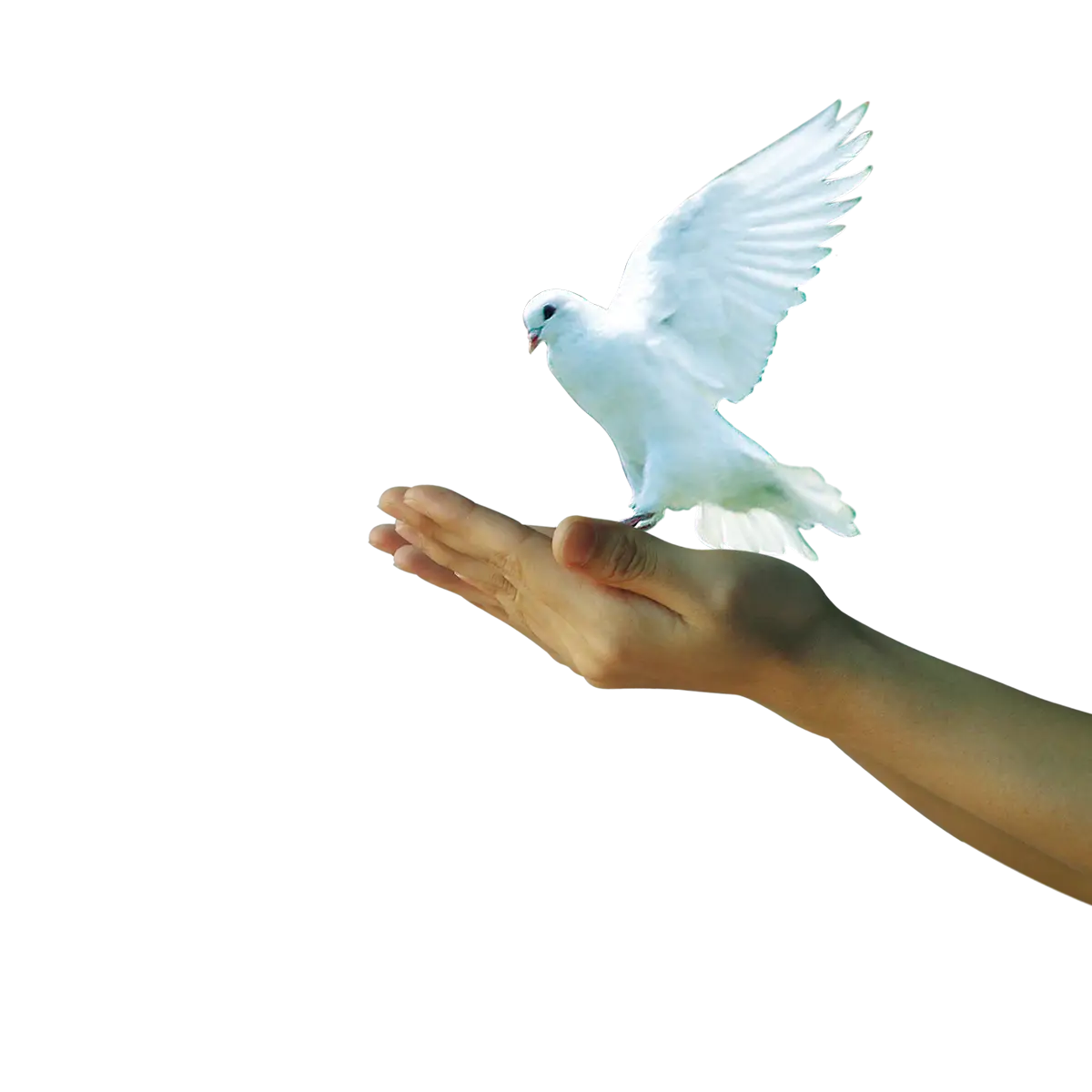 Dove on Hand Symbolizing Peace