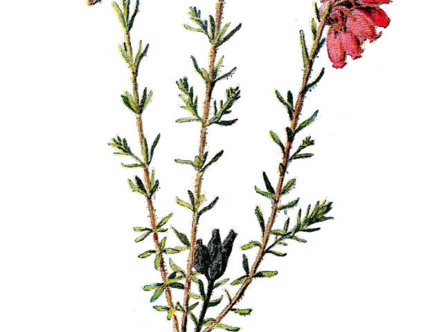 Flowering Plant Botanical Illustration