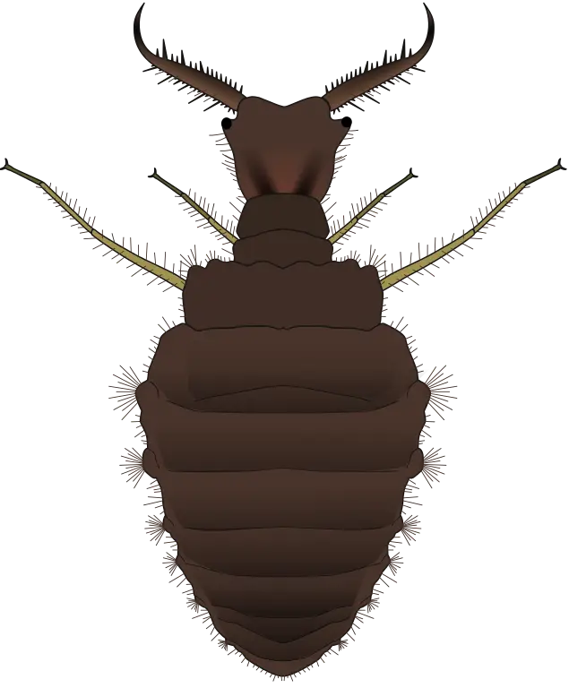 Head Louse Illustration