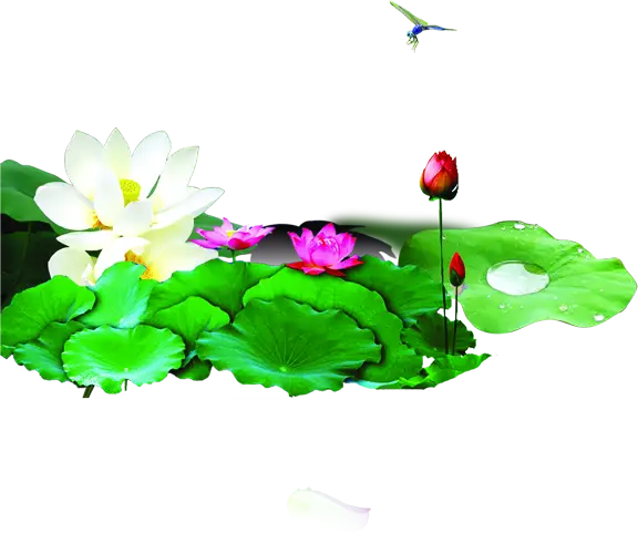 Lotus Flowers in a Serene Pond