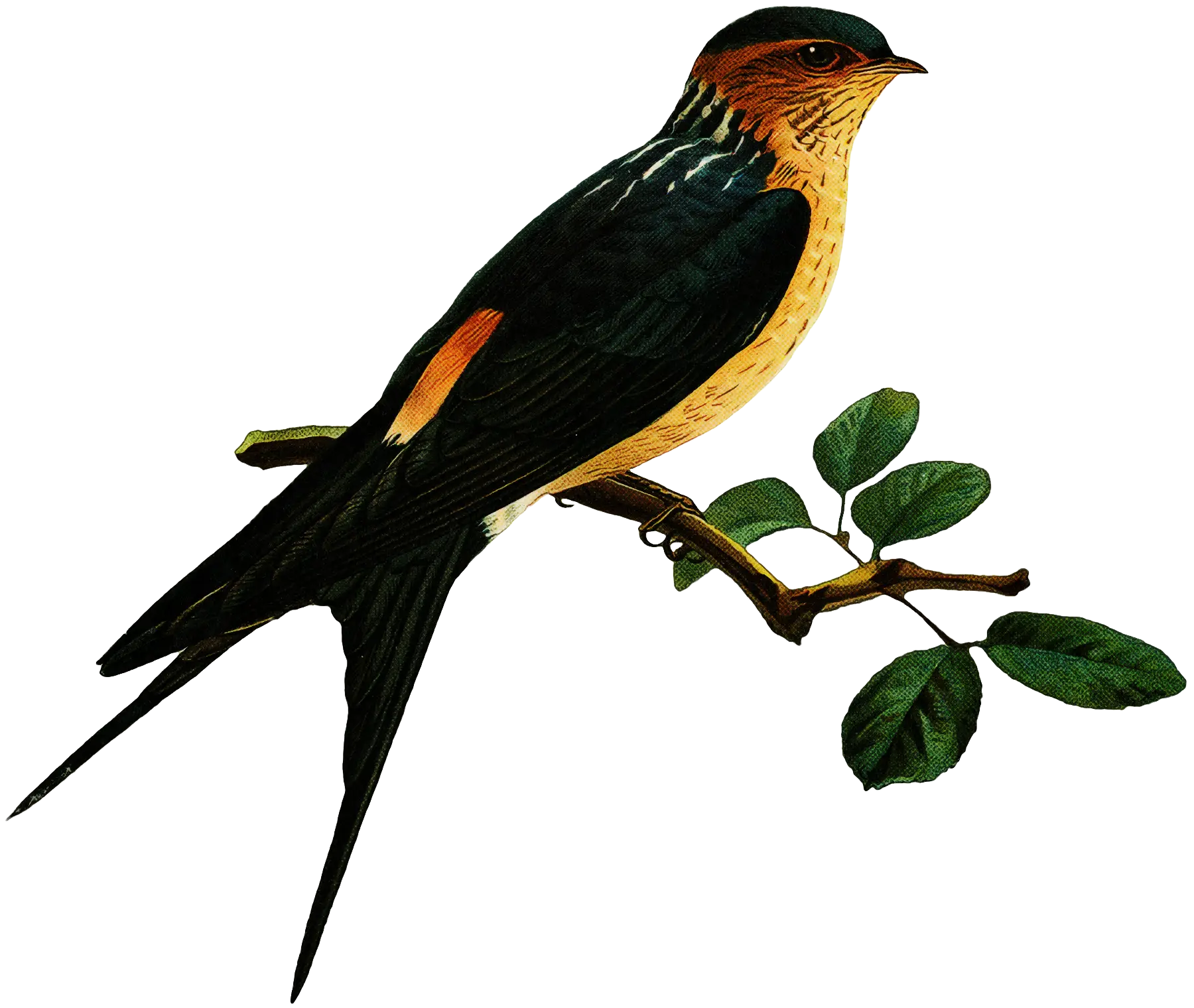 Bird Perched on Branch