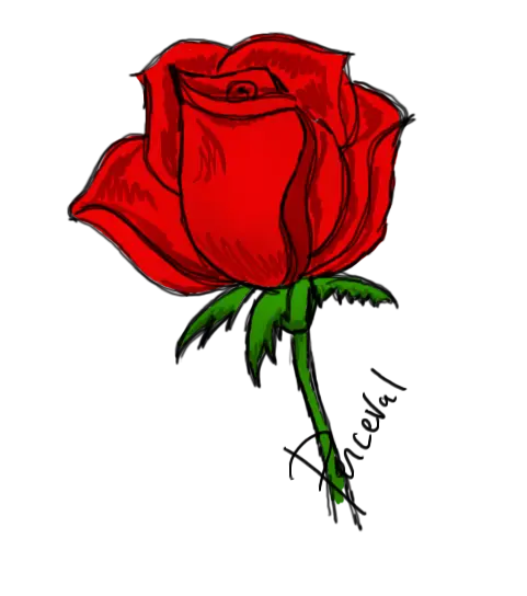 Red Rose Sketch Illustration