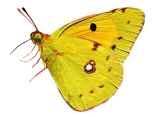 Yellow Butterfly with Detailed Wings