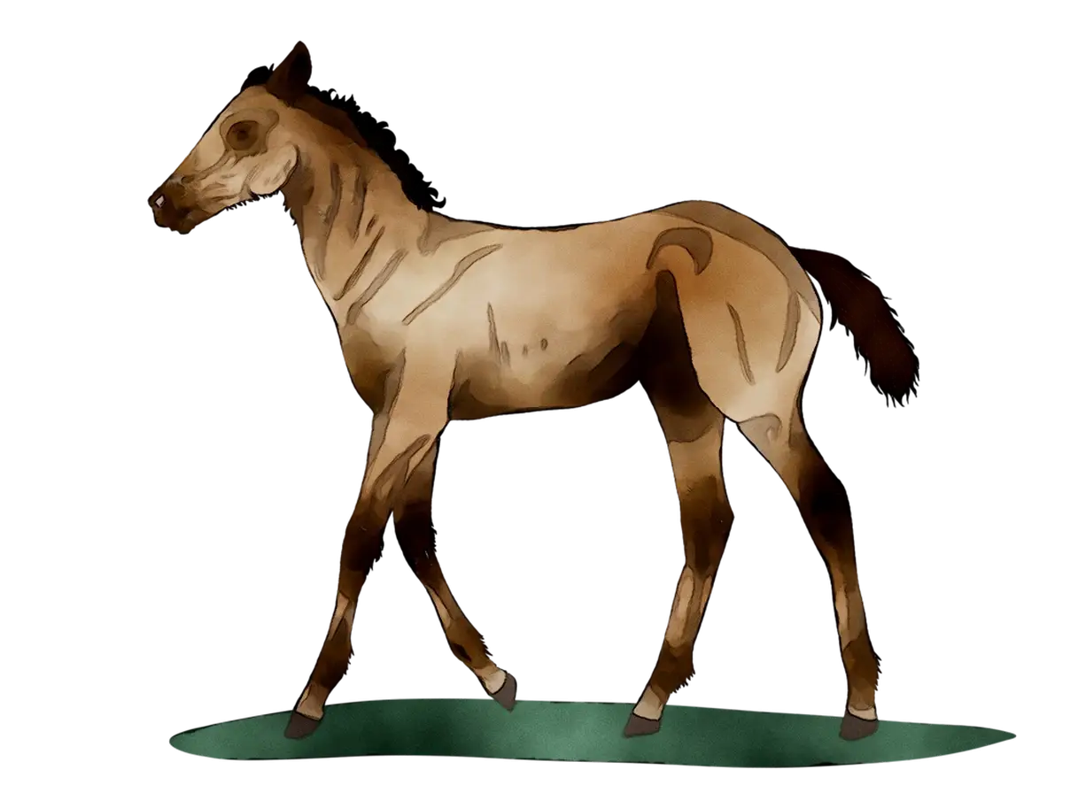 Brown Foal Illustration in Walking Posture