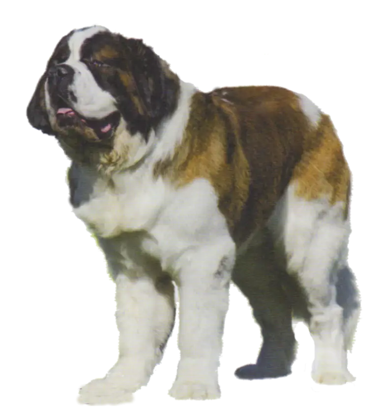 Large Fluffy Saint Bernard Dog