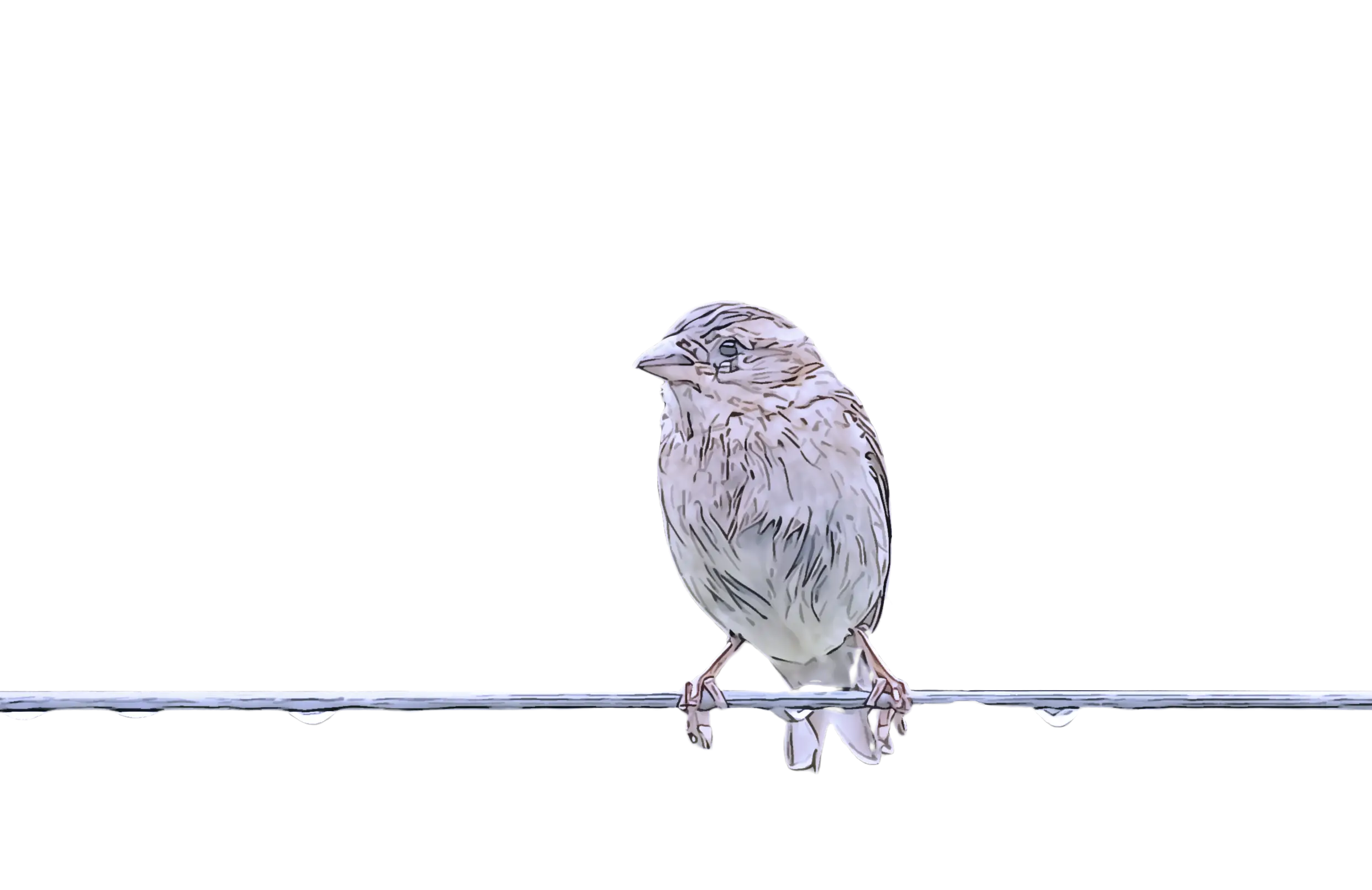 Bird Perched on a Wire