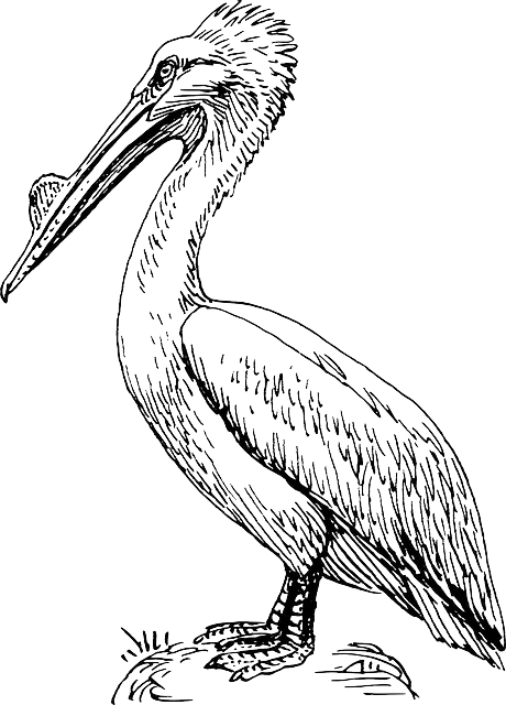 Black and White Pelican Bird Illustration