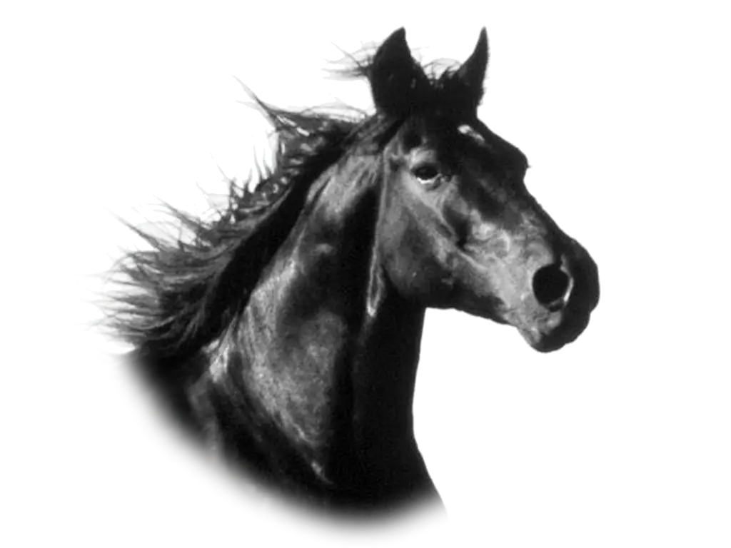Black Horse Head Illustration with Flowing Mane