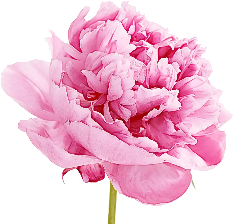 Beautiful Pink Peony Flower