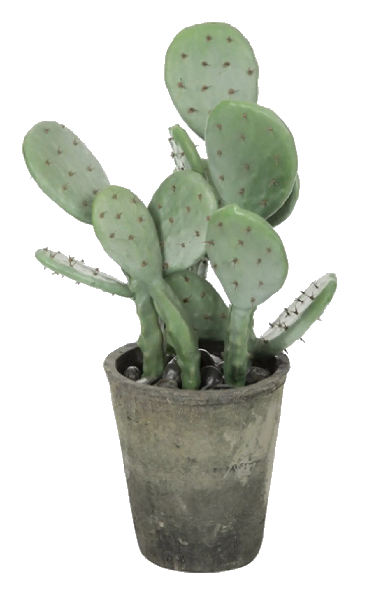 Green Potted Cactus Plant