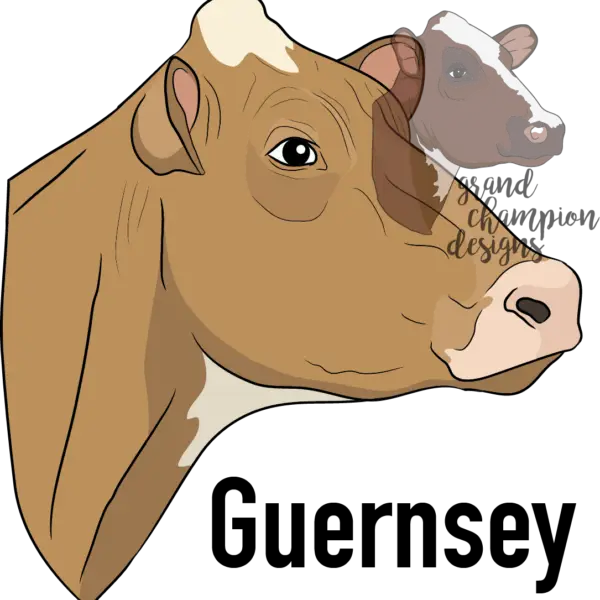 Guernsey cow head illustration