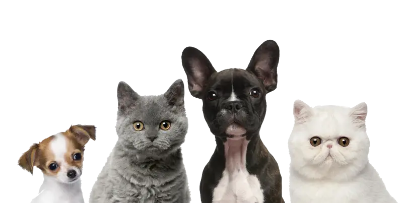 Pets Group Illustration of Cats and Dogs