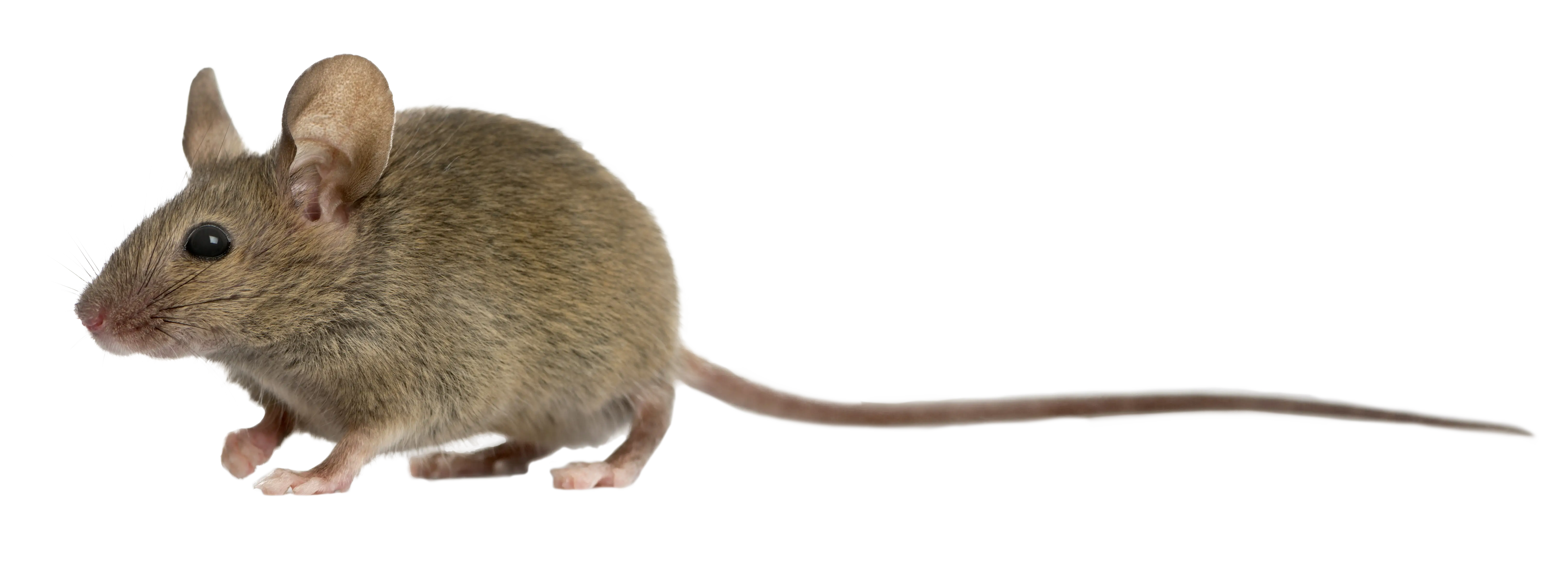 Brown Mouse with Long Tail and Curious Pose