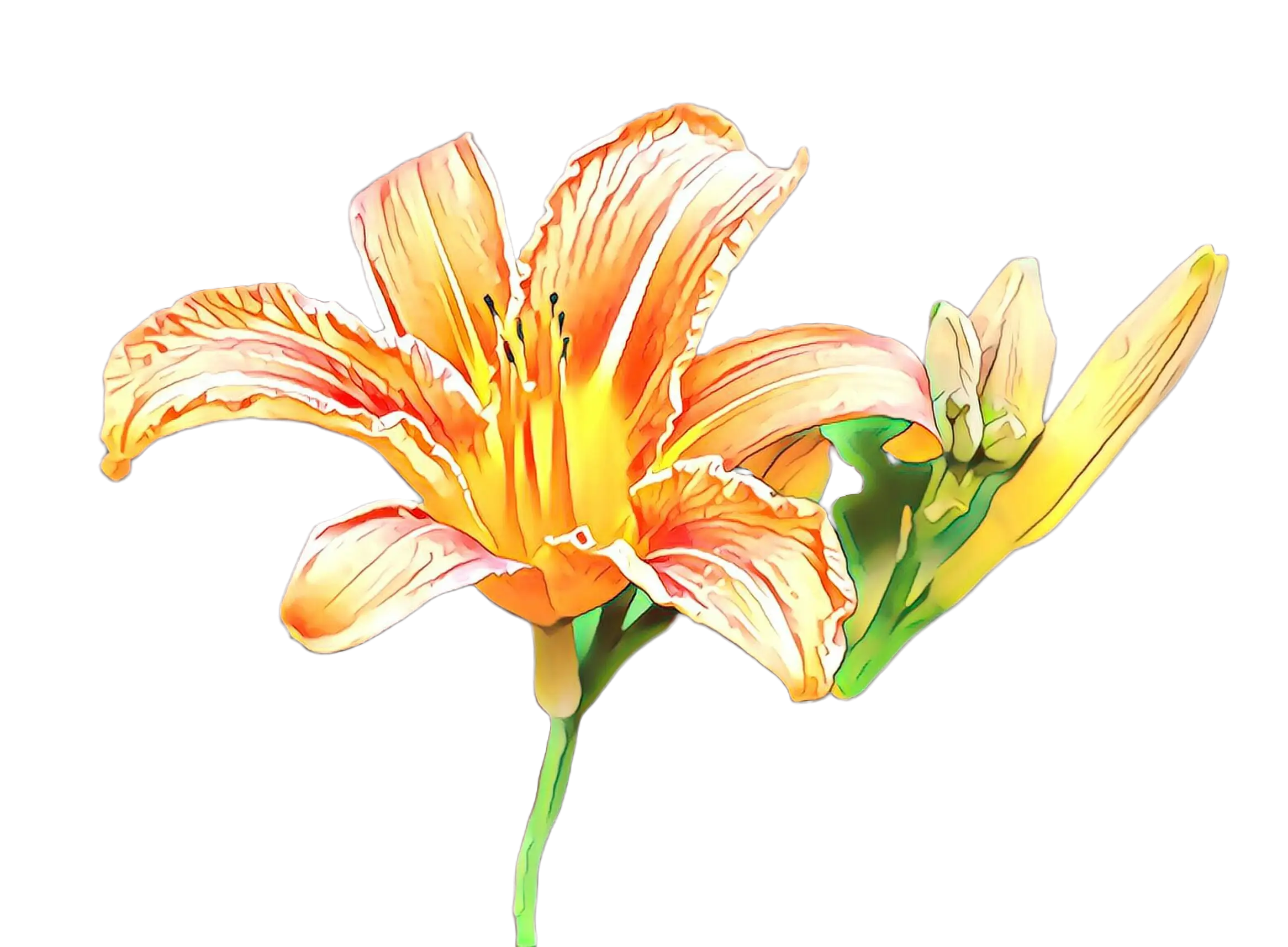 Orange Lily Flower Illustration