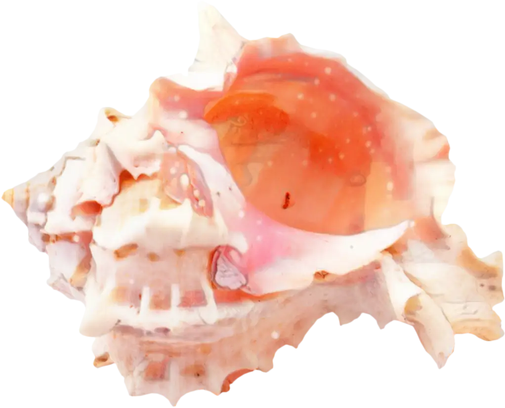Pink Conch Shell