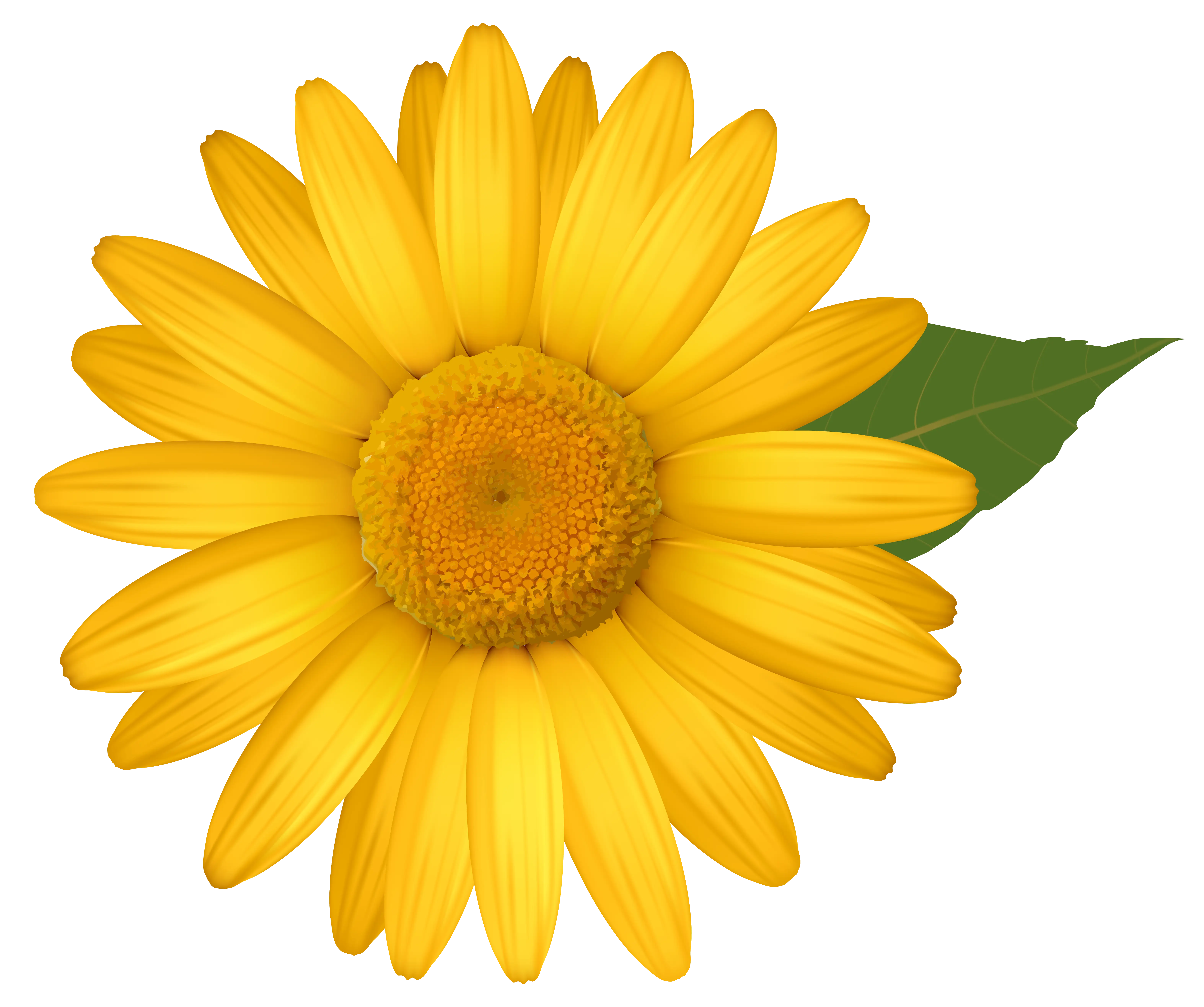 Bright Yellow Sunflower with Green Leaf