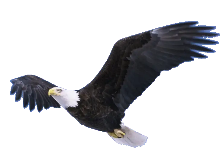 Bald Eagle Flying in Wilderness