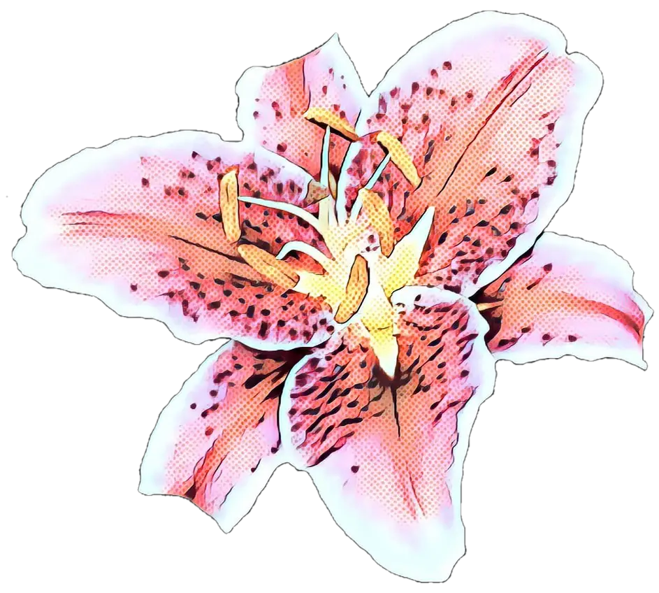 Pink Lily Flower Illustration