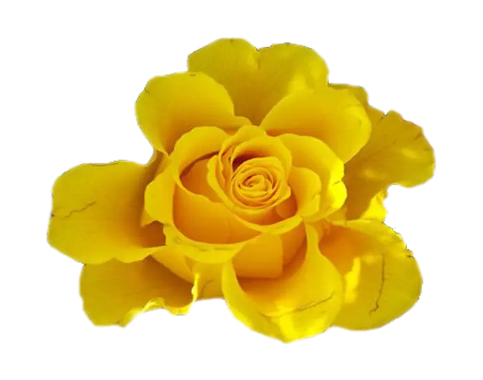 Bright Yellow Rose Bloom with Detailed Petals