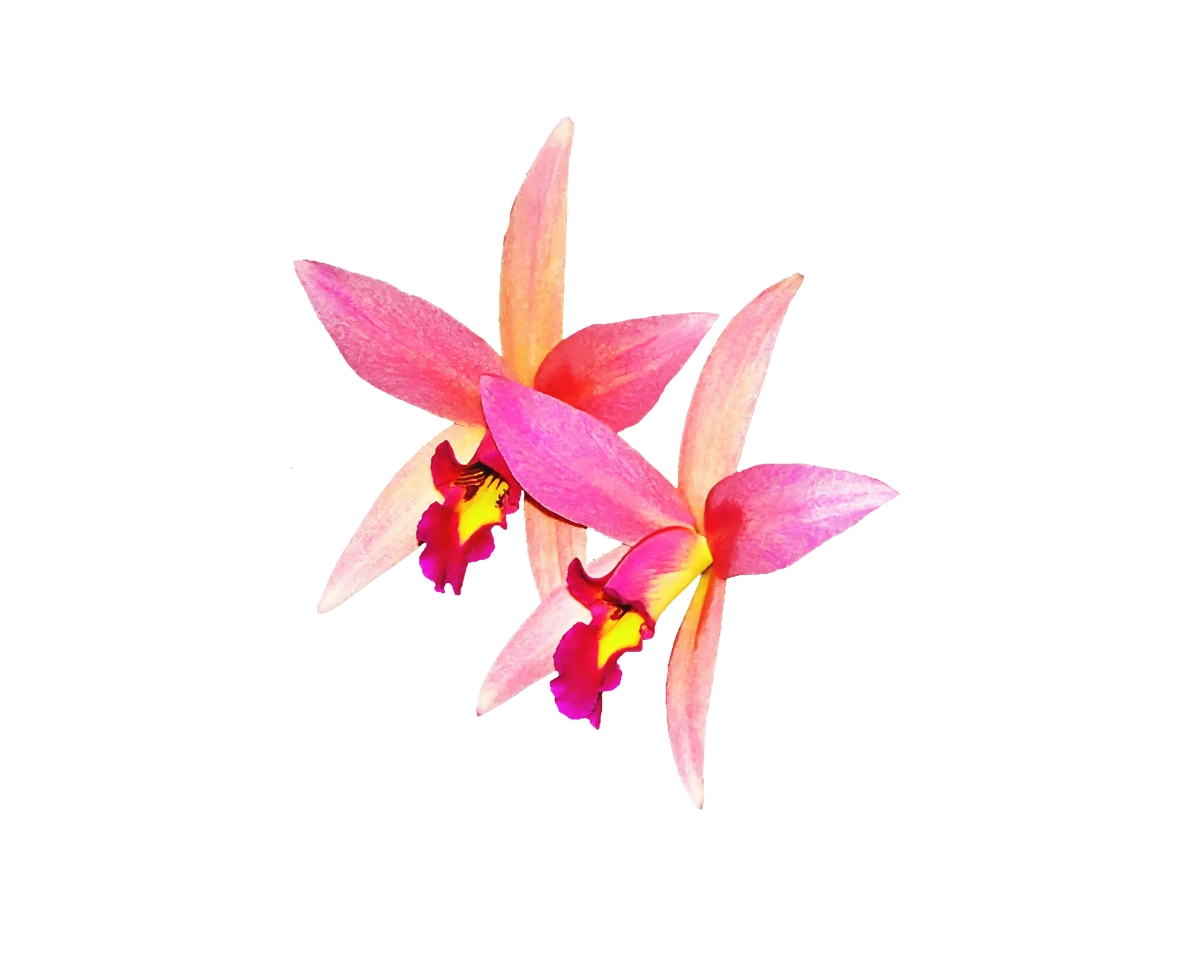 Pink Orchid Flowers with Elegant Petals