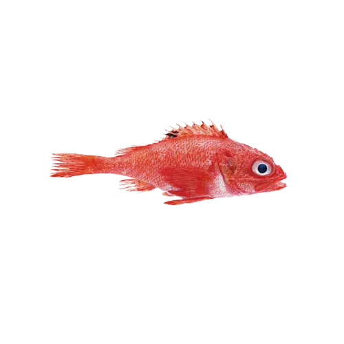 Illustration of Red Fish