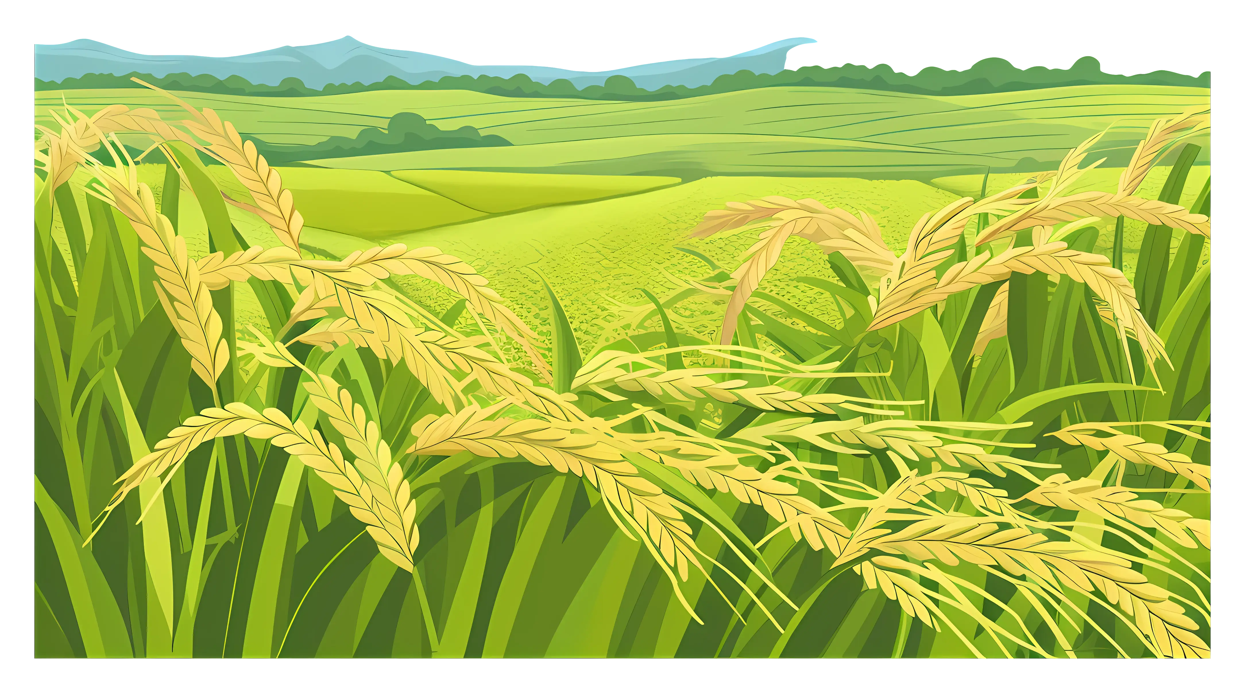 Golden Rice Field with Lush Green Farms
