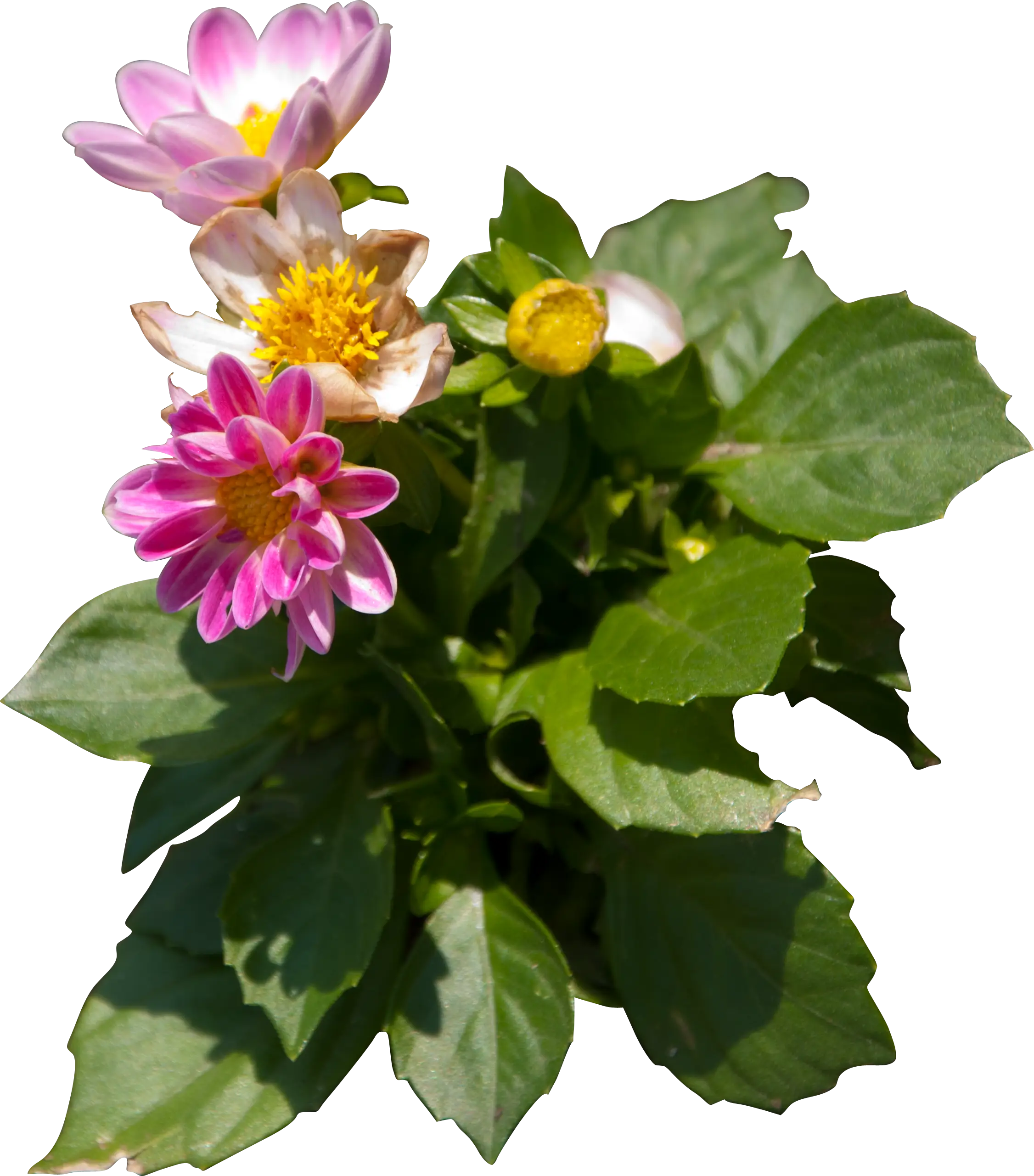 Pink and Yellow Flowers with Green Leaves