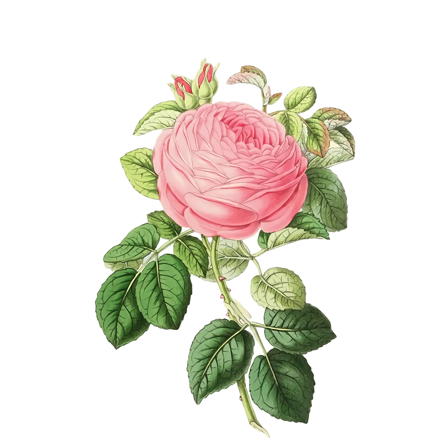 Pink Rose Flower Illustration