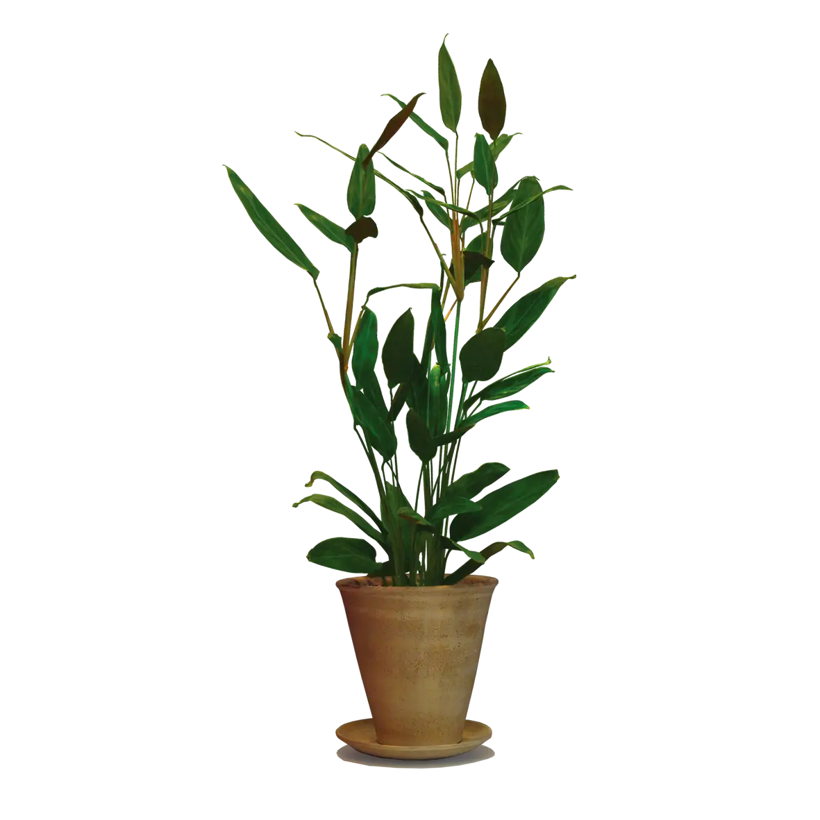 Green Potted Plant for Home