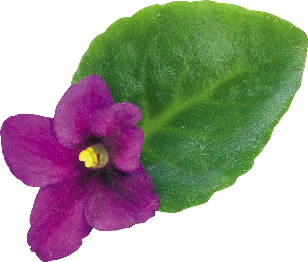 Purple Flower with Green Leaf Illustration