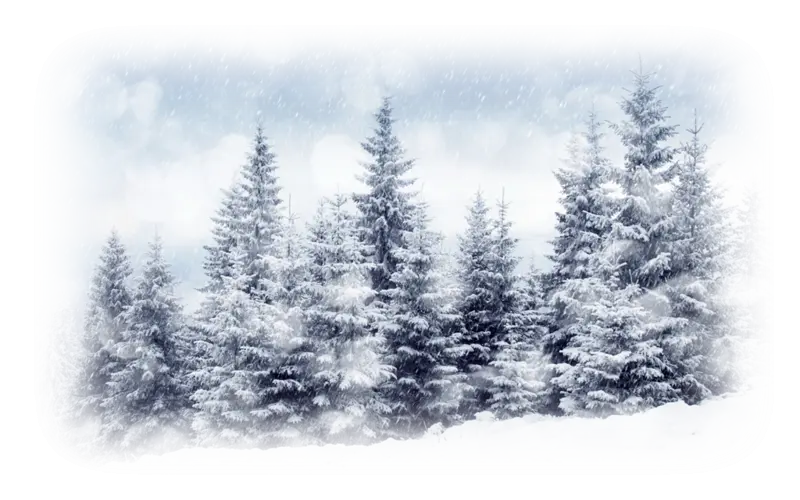Wintery Snow-Covered Pine Forest