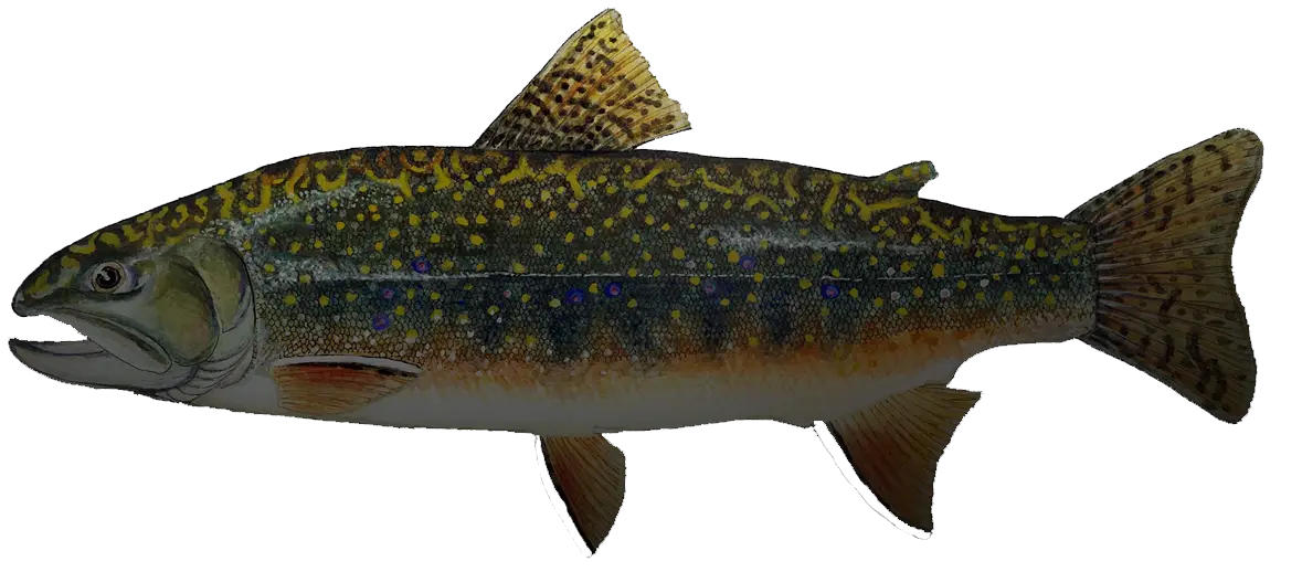 Illustrated Trout Fish with Colorful Pattern