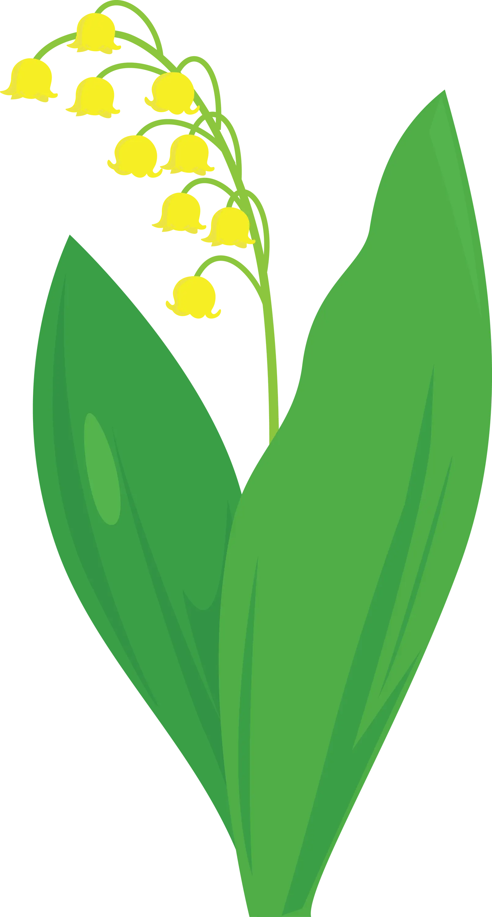 Yellow Lily of the Valley Illustration