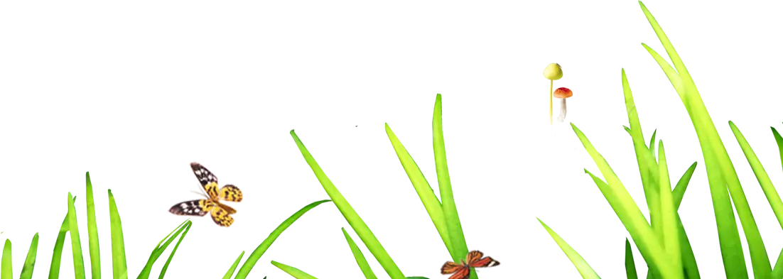 Green Grass and Butterfly Illustration